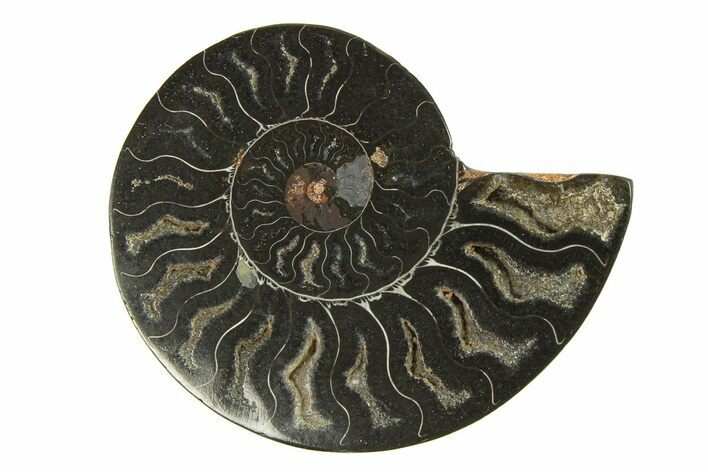 Cut & Polished Ammonite Fossil (Half) - Unusual Black Color #296304